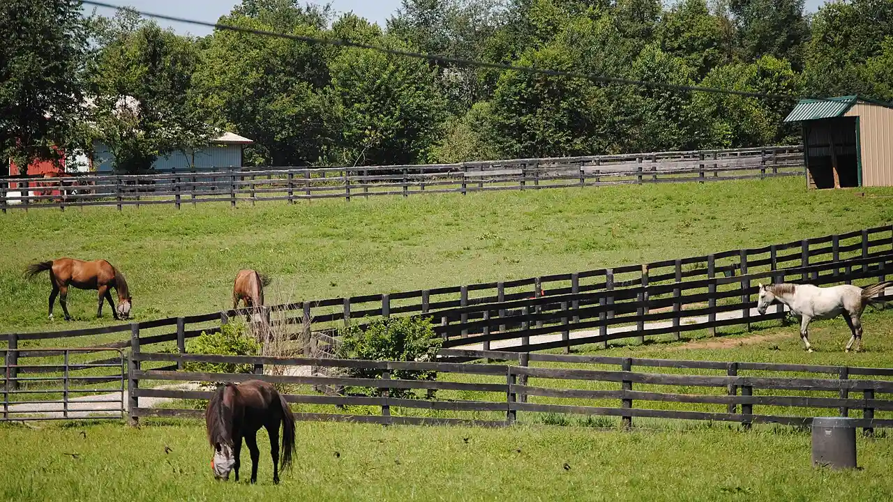 Horse farm tour in Lexington Kentucky bluegrass country